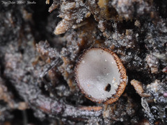 Trichophaea gregaria