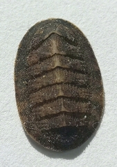Lepidozona bisculpta