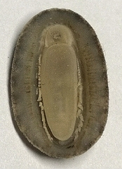 Lepidozona bisculpta