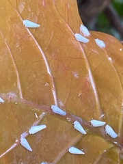 Flatormenis proxima