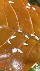 Flatormenis proxima