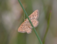 Idaea serpentata