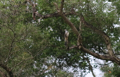 Cuculus poliocephalus