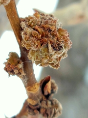 Aceria parapopuli