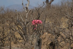 Adenium multiflorum