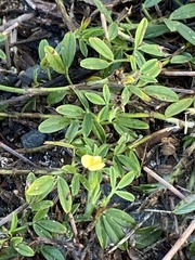 Stylosanthes biflora