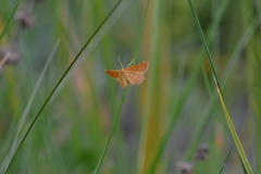 Idaea serpentata