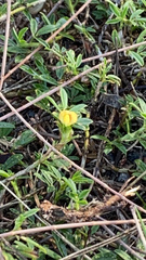 Stylosanthes biflora