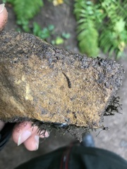 Microplana terrestris