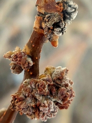 Aceria parapopuli