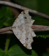Macaria alternata