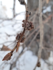 Aceria parapopuli