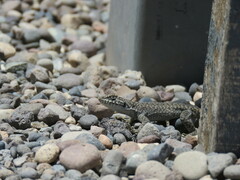 Liolaemus austromendocinus