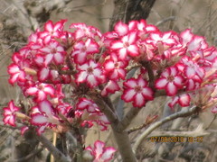 Adenium multiflorum