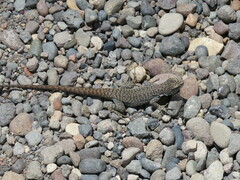 Liolaemus austromendocinus