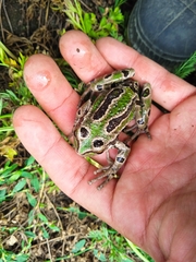 Gastrotheca riobambae