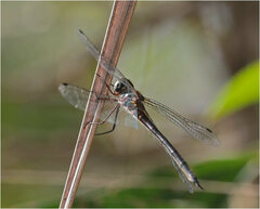 Austrophya mystica