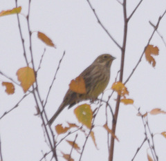 Emberiza citrinella × leucocephalos