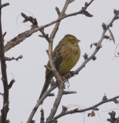 Emberiza citrinella × leucocephalos