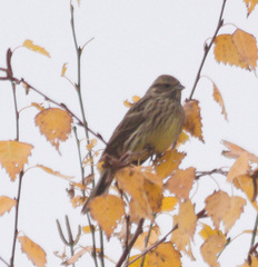 Emberiza citrinella × leucocephalos