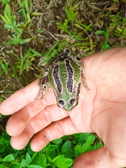 Gastrotheca riobambae