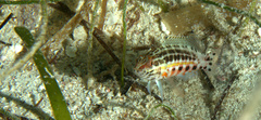 Serranus baldwini