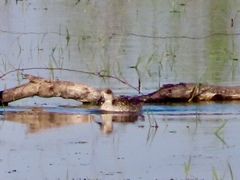 Marmaronetta angustirostris