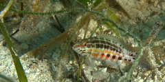 Serranus baldwini