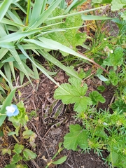 Gastrotheca riobambae