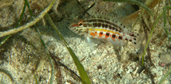 Serranus baldwini