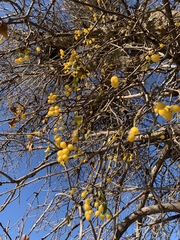 Loranthus europaeus