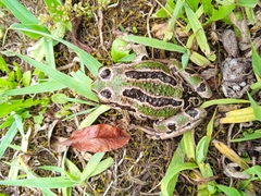 Gastrotheca riobambae