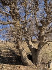 Loranthus europaeus