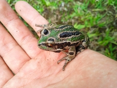 Gastrotheca riobambae