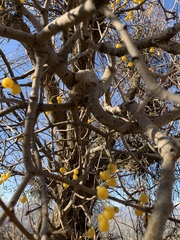Loranthus europaeus