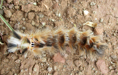 Phiala