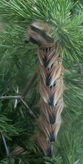 Phiala