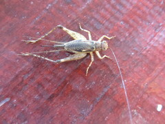 Cardiodactylus novaeguineae