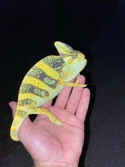 Chamaeleo calyptratus