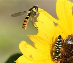 Sphaerophoria philanthus