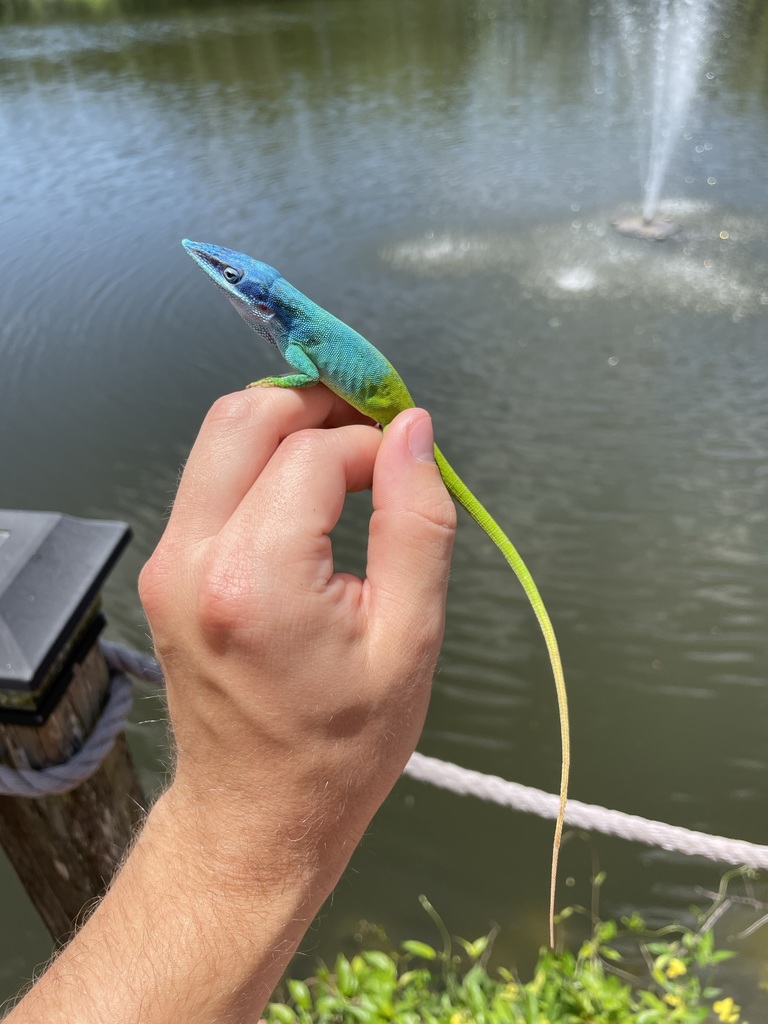 Cuban Blue Anole