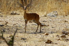 Raphicerus campestris