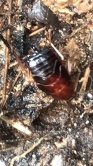 Parcoblatta americana