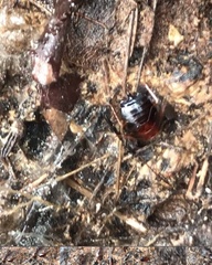 Parcoblatta americana