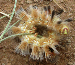 Phiala