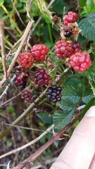 Rubus affinis