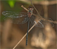 Austrophya mystica
