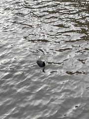 Fulica atra atra