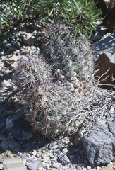 Coryphantha difficilis
