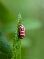 Asphaera quadrifasciata